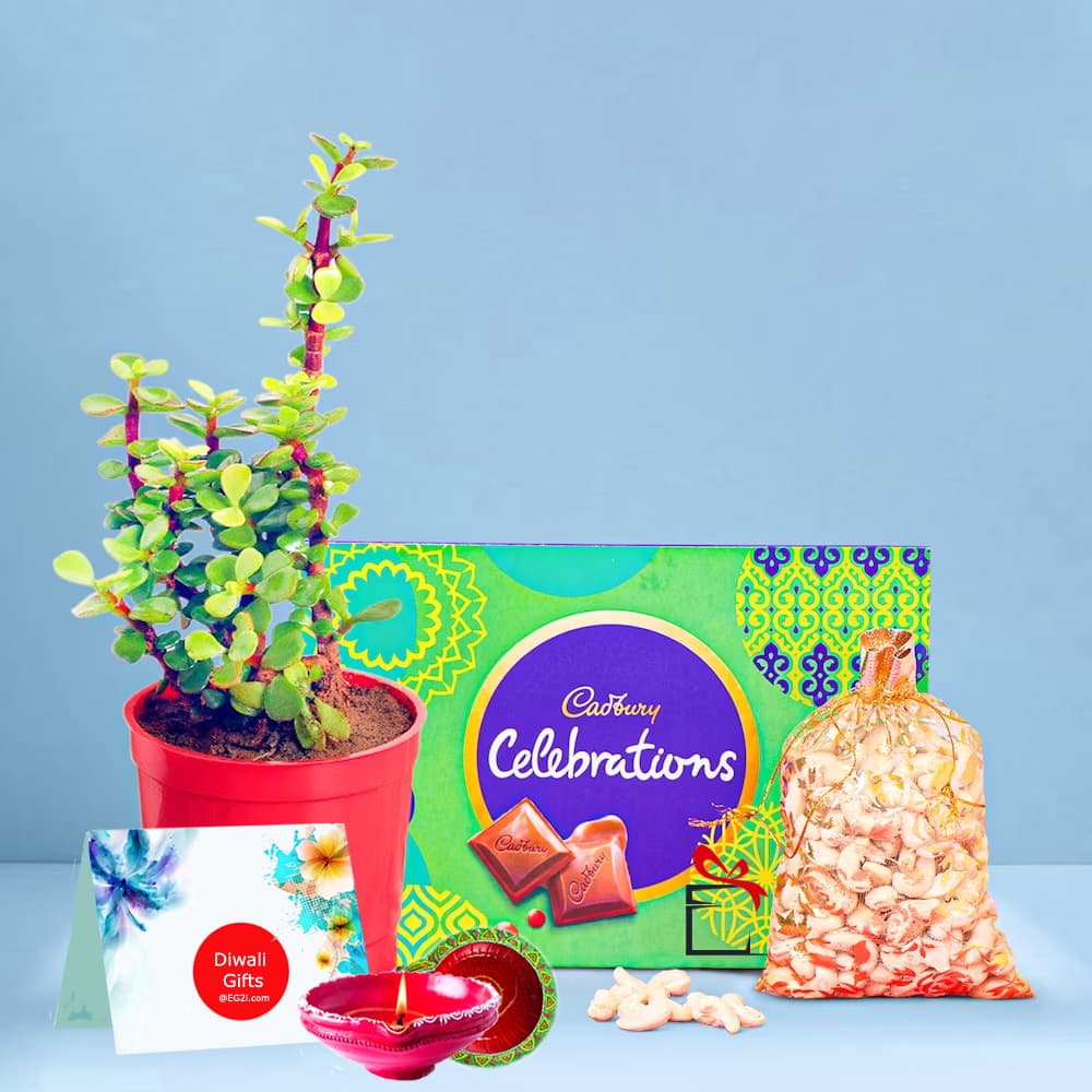 Jade plant with Celebration and Almond for Diwali
