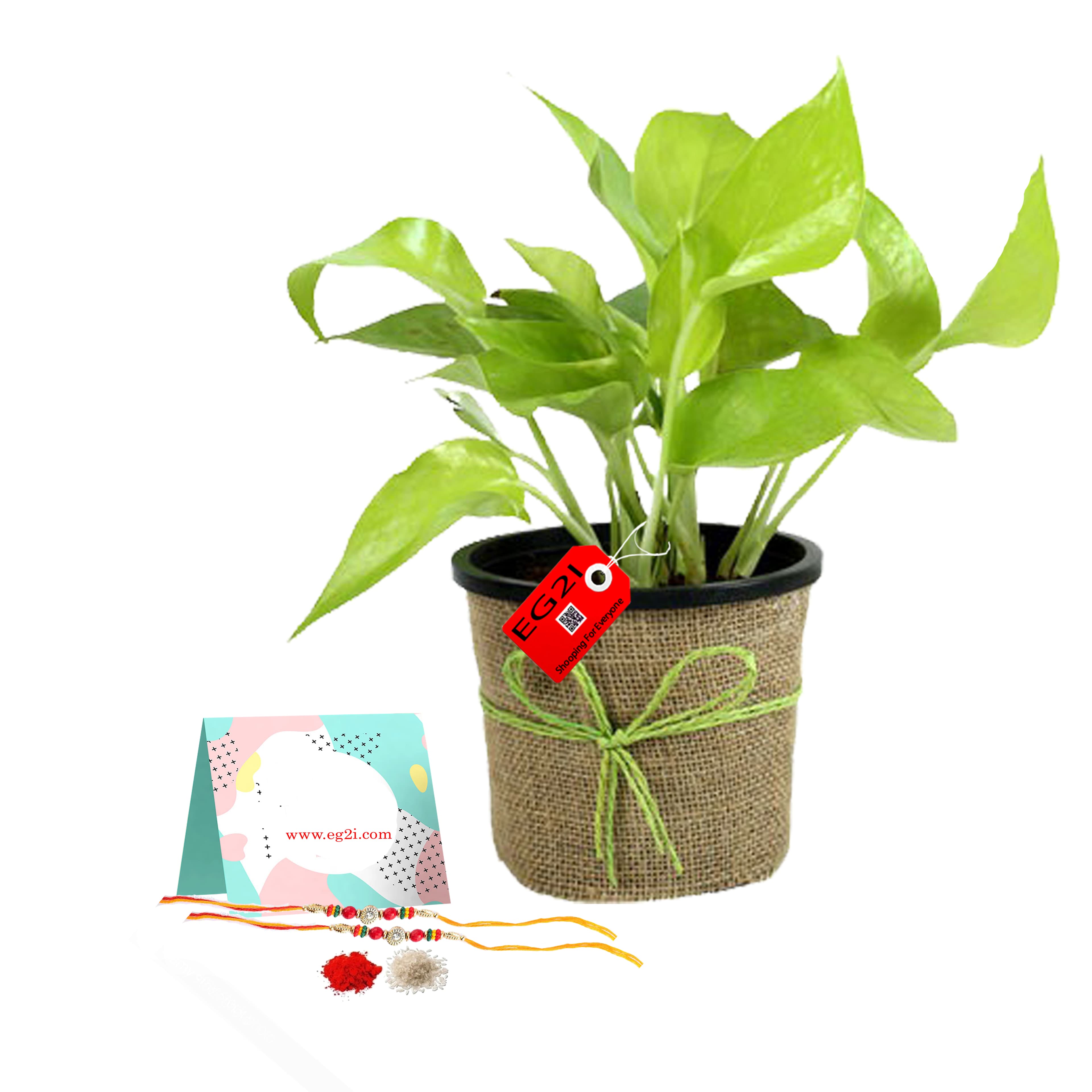 Money Plant with Rakhi