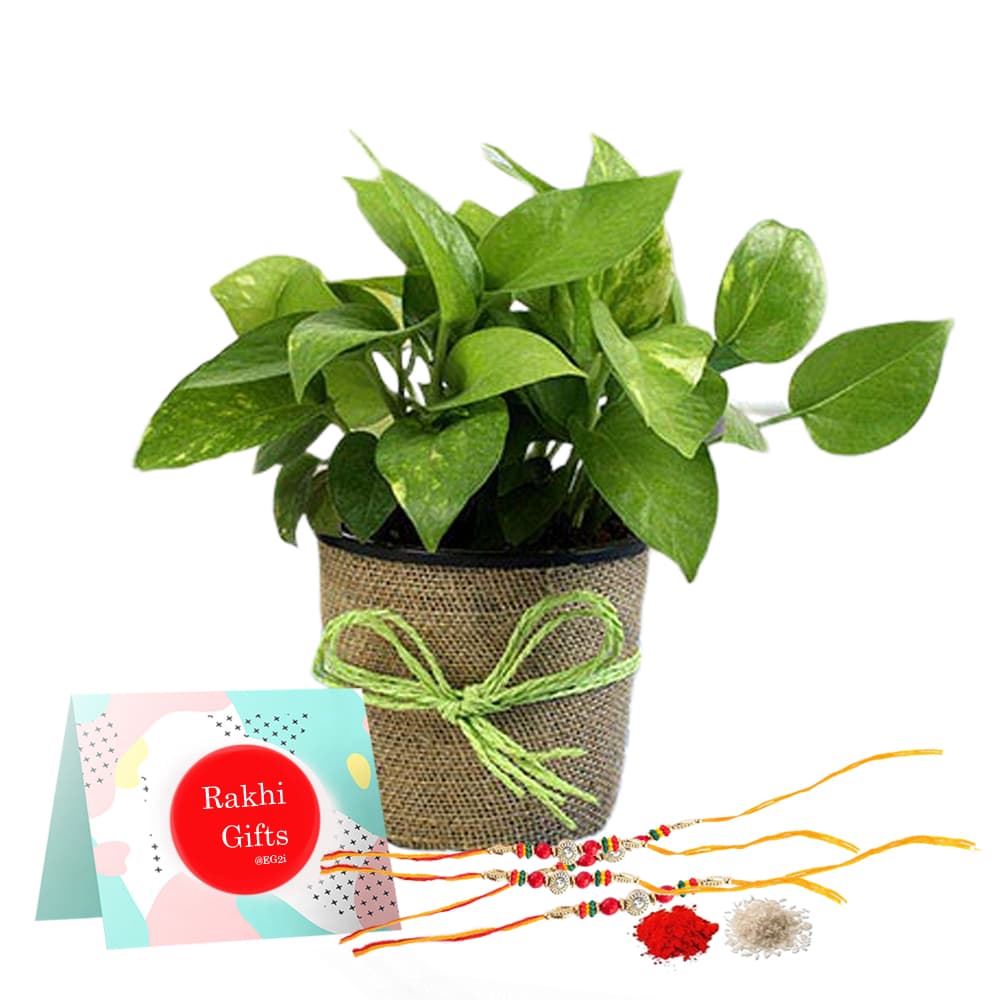 Money Plant With Rakhi