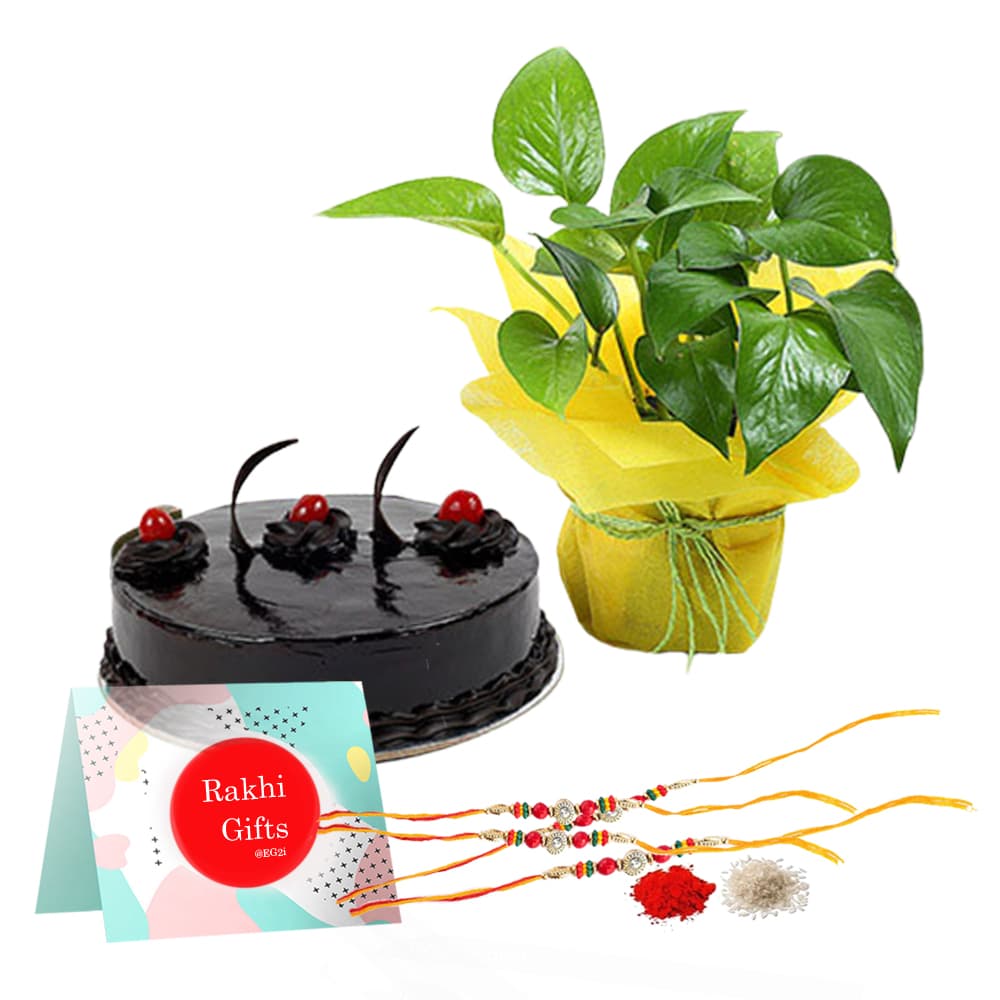 Money plant with 500gm Chocolate Cake and Rakhi