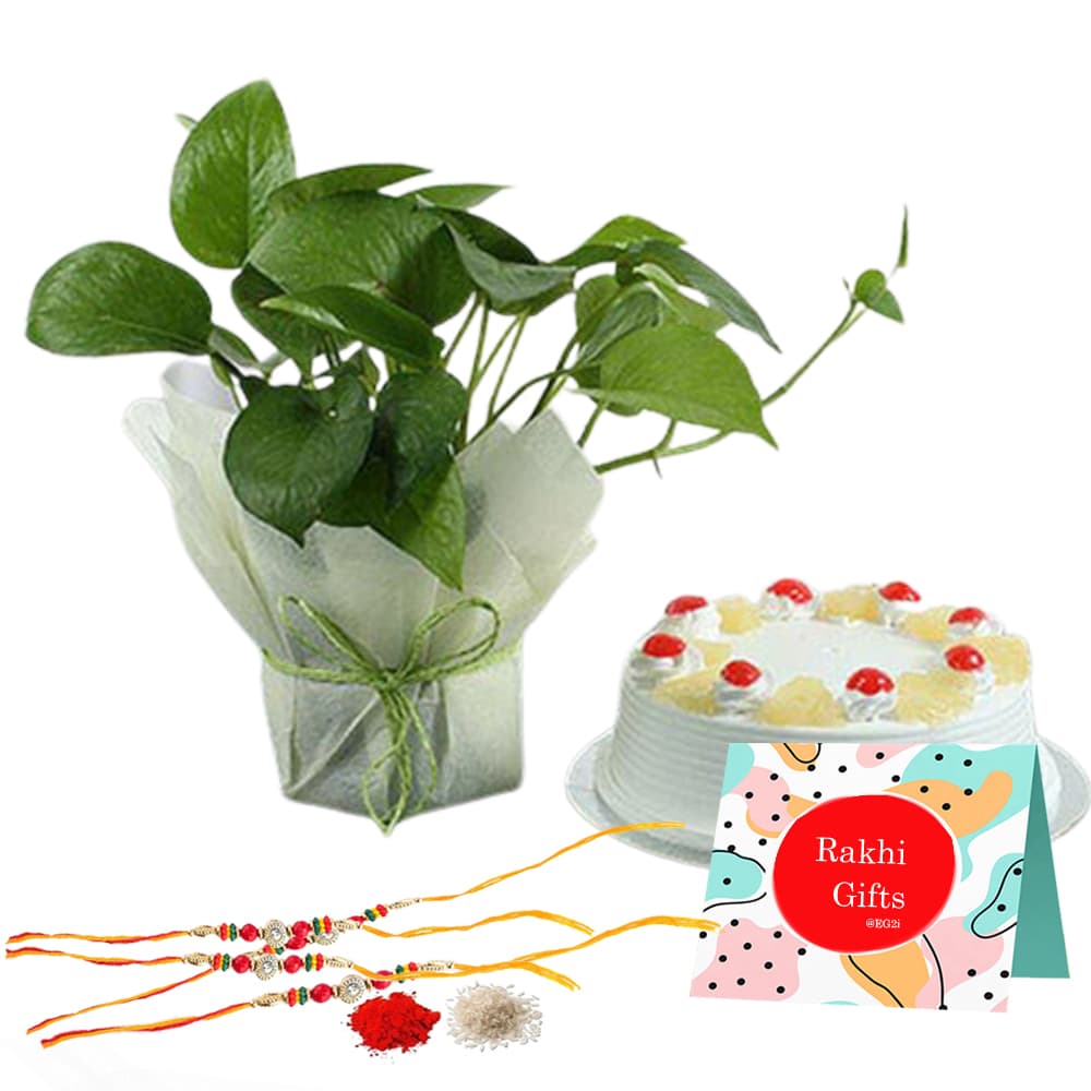 Money plant with 500gm Pineapple Cake and Rakhi