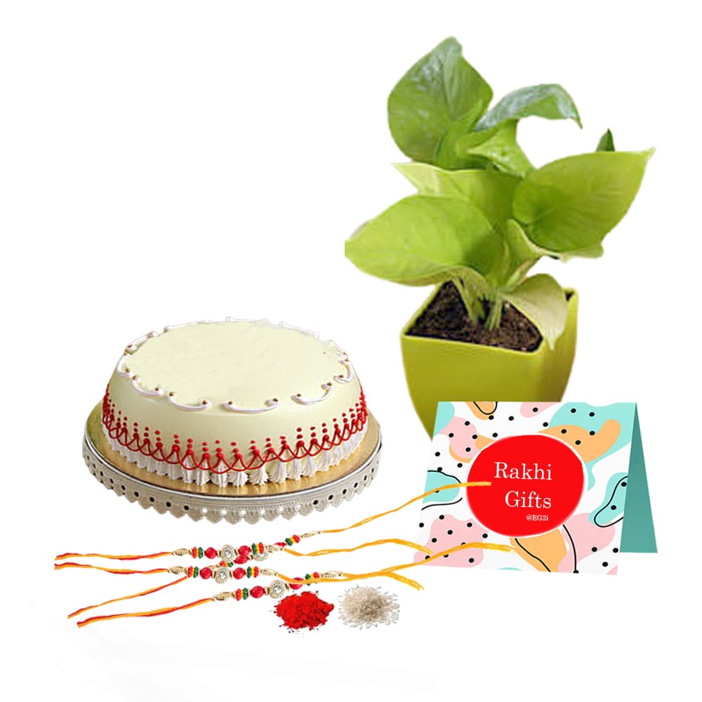 Money plant with 500gm Vaila Cake and Rakhi