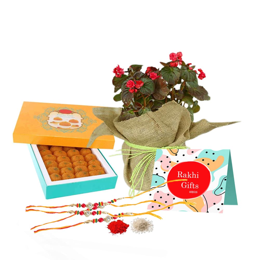 Kalancha Plant with 500gm Laddu and Rakhi
