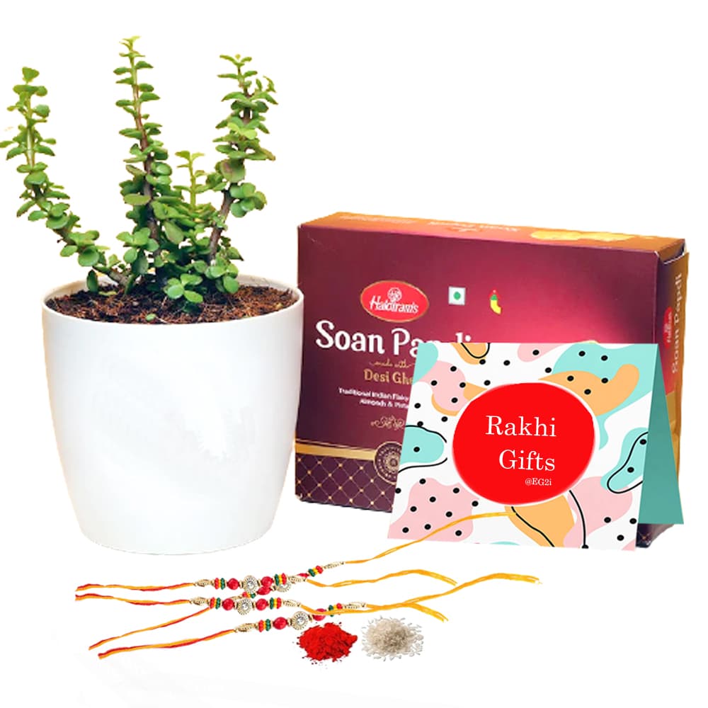 Jade Plant SoanPapdi and Rakhi