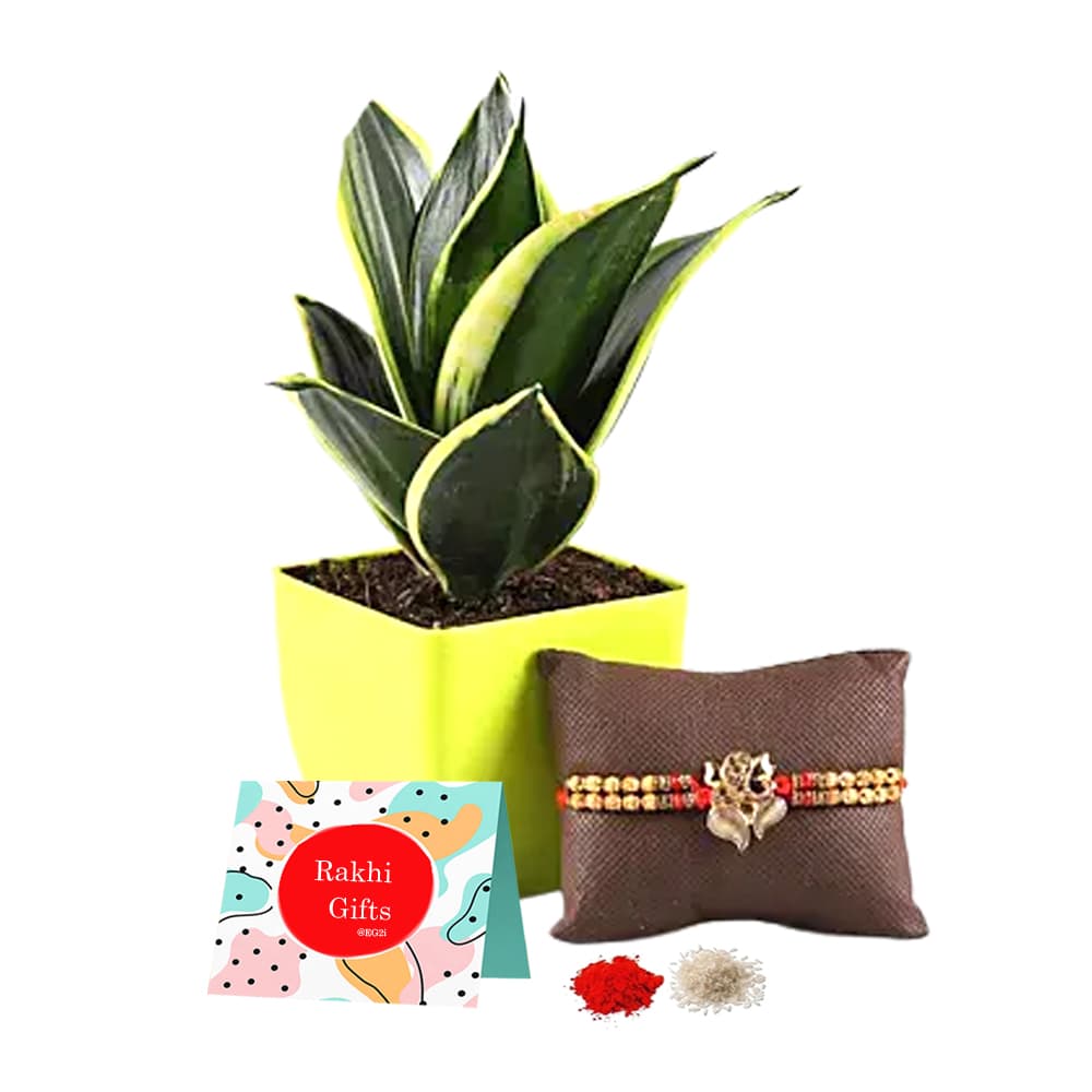 Sansberia Plant with Ganesh Rakhi