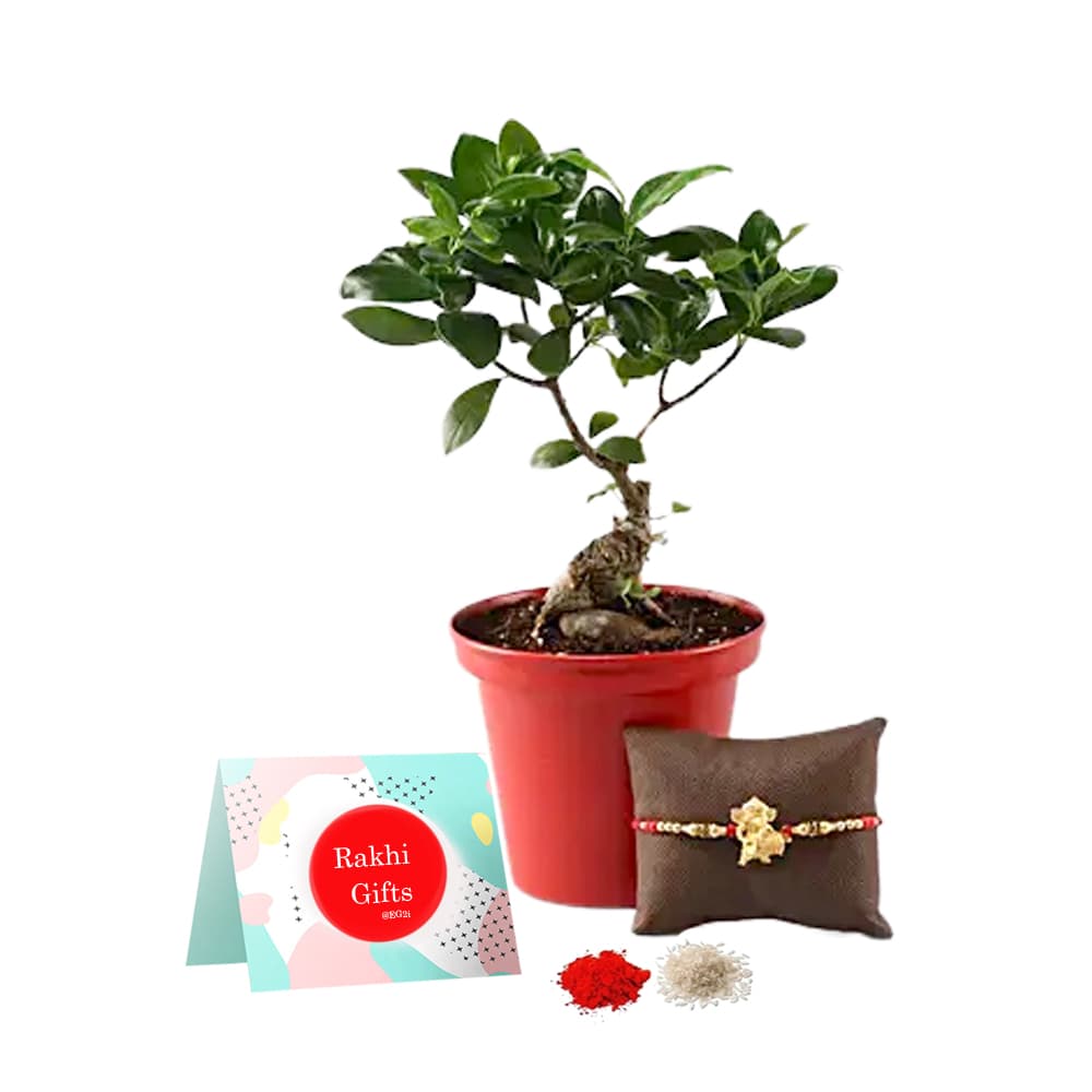 Ficus Bansai with Ganesh Rakhi