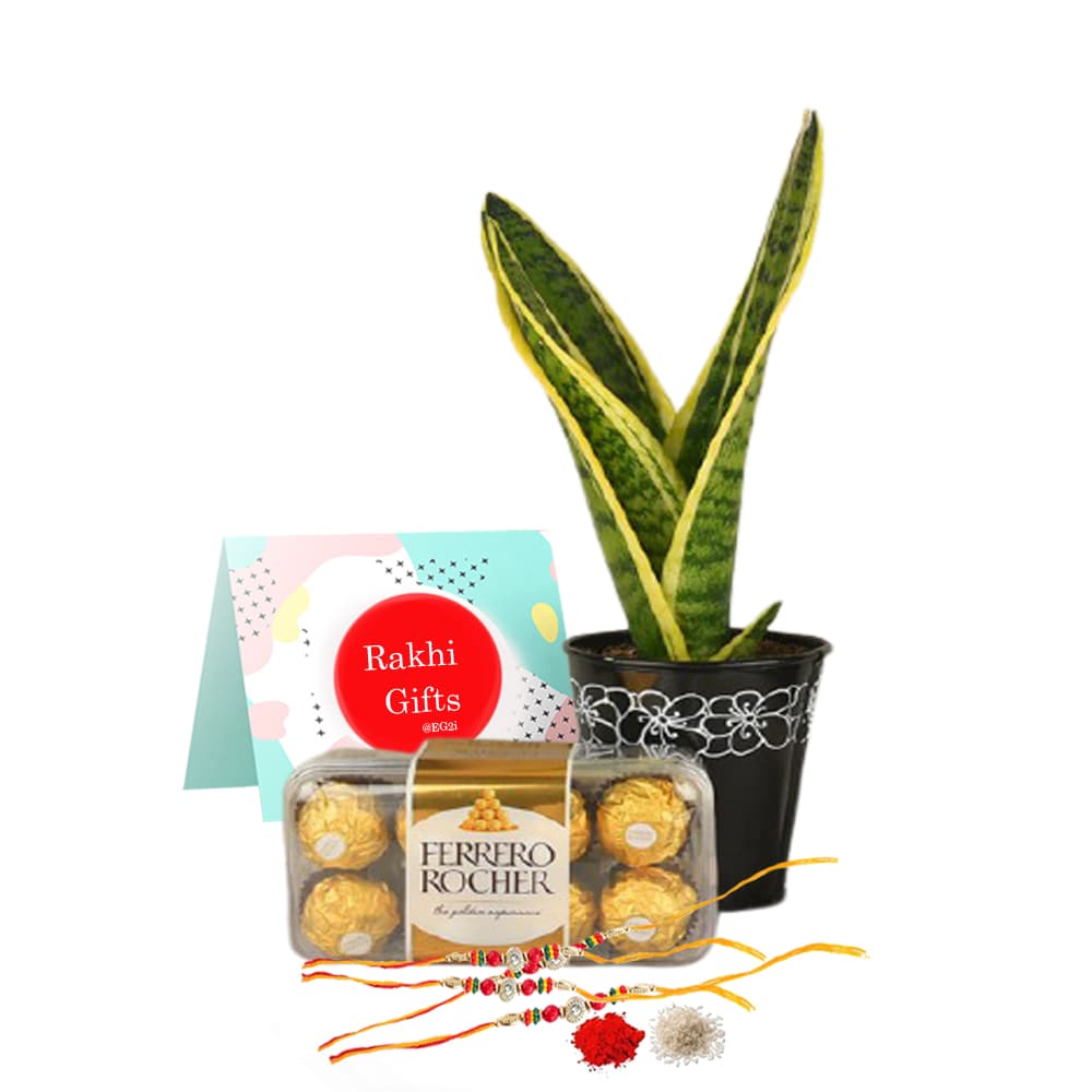 Sansberia Plant with Ferrero Rocher and Rakhi