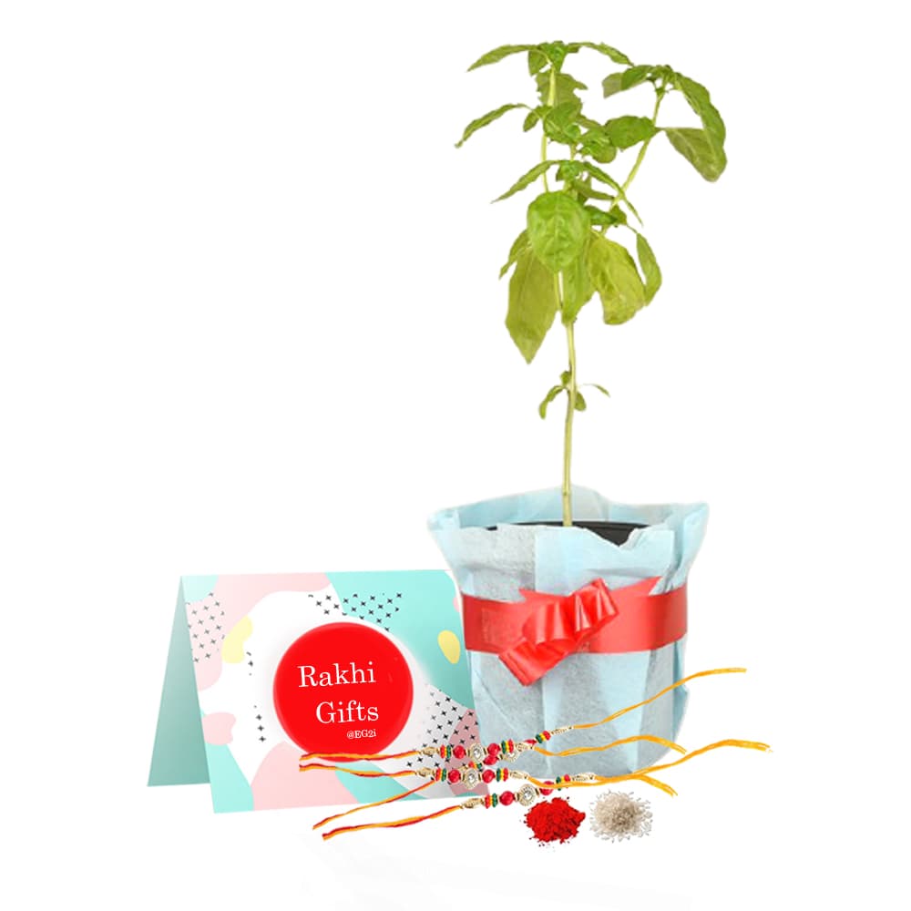 Tulsi Plant with Rakhi