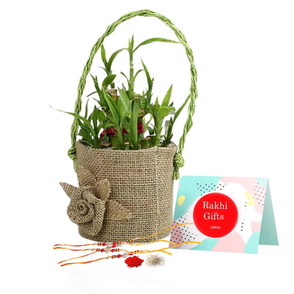 Good Luck Plant with Rose Jute Bag and Rakhi