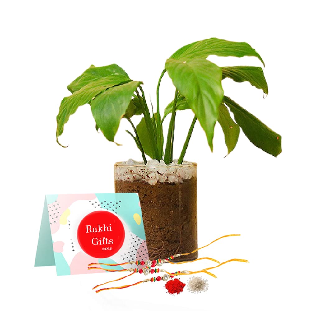 Peach Lily Plant with Rakhi