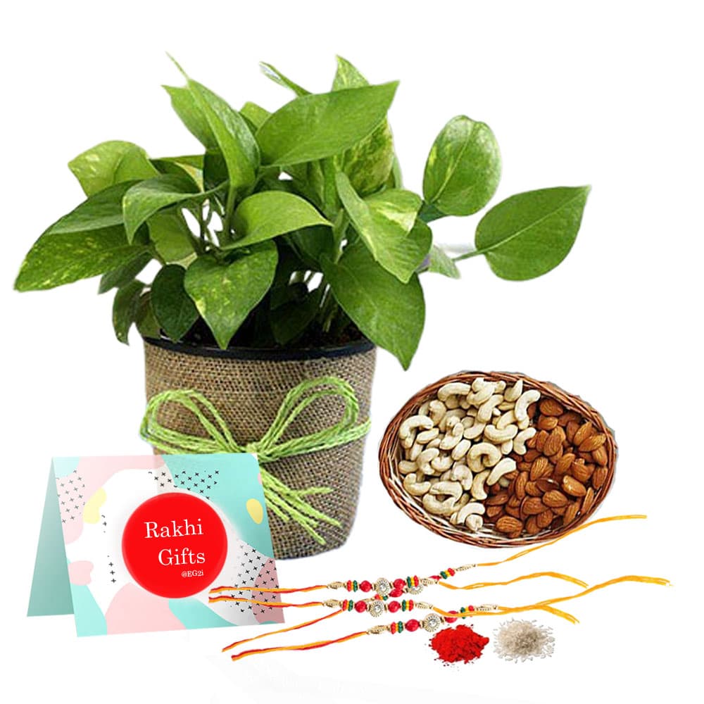 Money Plant with Mixed Dry Fruits and Rakhi